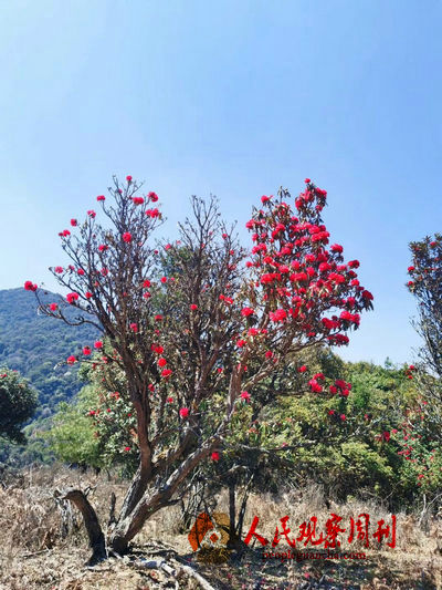 皎然茶-来自苍茫大山青翠的灵魂“舞者”