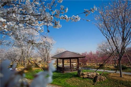 畅游日照花仙子：在花海中邂逅春天