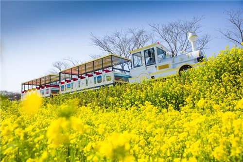 畅游日照花仙子：在花海中邂逅春天