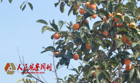 ��Ұ� ��������