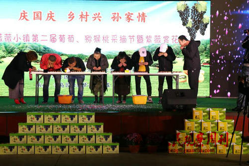 青岛薇薇小镇第二届狝猴桃葡萄采摘节暨赏花节晚会盛大开幕 青岛薇薇小镇第二届狝猴桃葡萄采摘节暨赏花节晚会盛大开幕