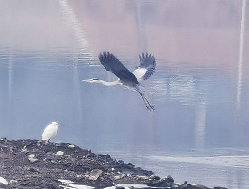 墨水河畔白鹭飞舞 墨水河畔白鹭飞舞