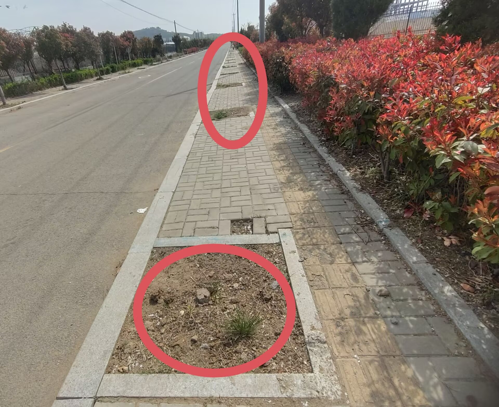 �ൺ��ī��ɽ��ҵ԰�̻���ľ��������