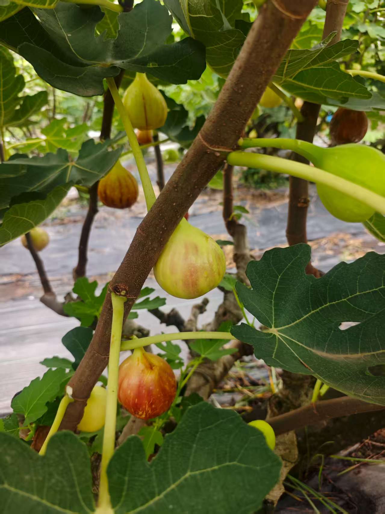 �˲���Ȫ����ɫˮ�������ʡ�����  ��԰��ժ�ȳ���Ϯ